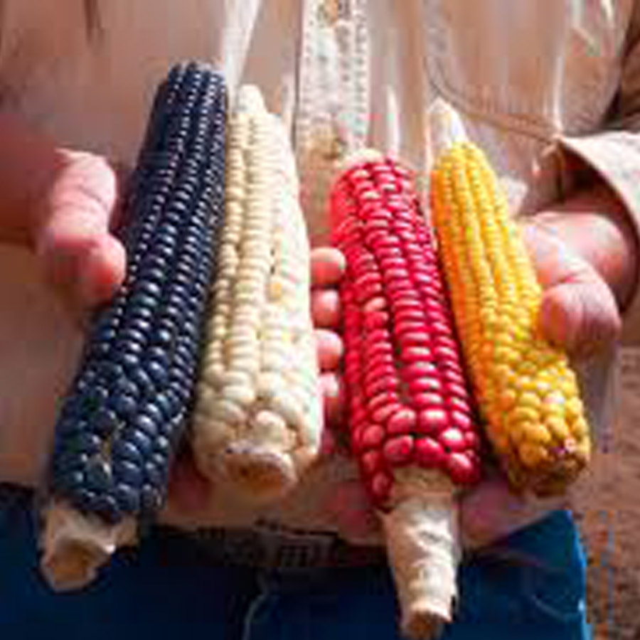 Regenerative Agriculture